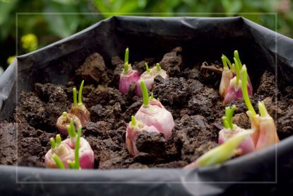 Onions growing in compost 