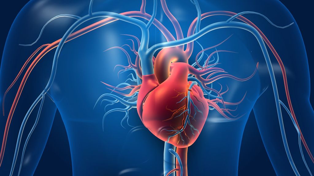 Coronary Artery Disease: Causes, Diagnosis And Treatment | Live Science