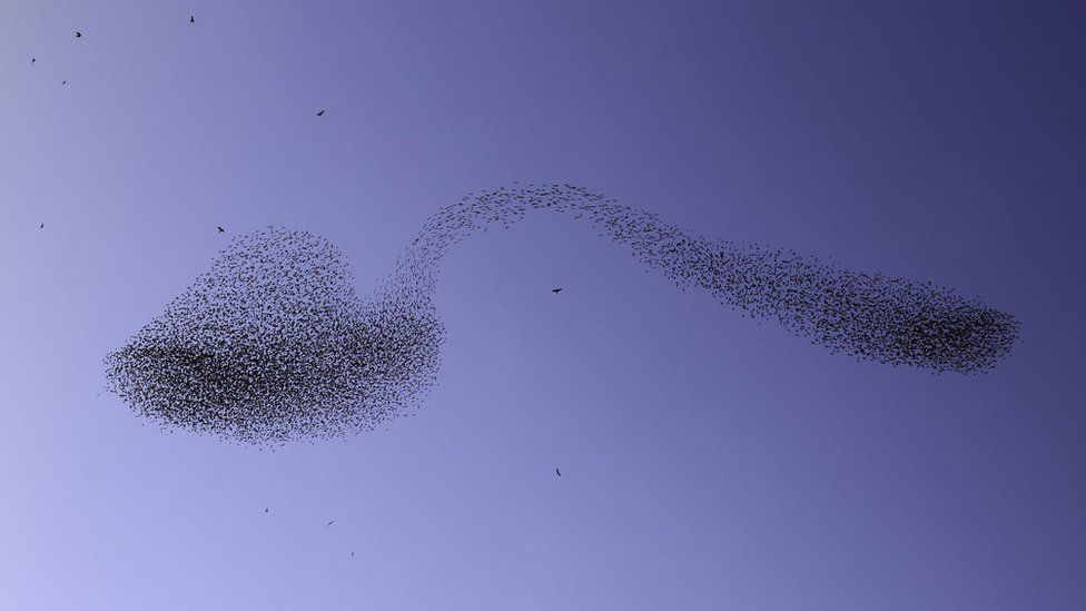 A swarm of starlings over Israel form a trippy &#039;bent spoon&#039; in the sky.