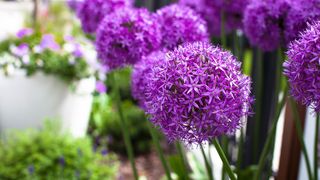 Purple Globemaster Alliums