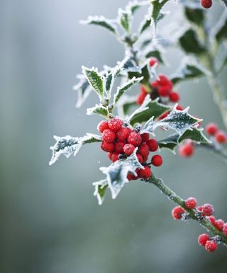 Frosted leaves and berries of a holly bush