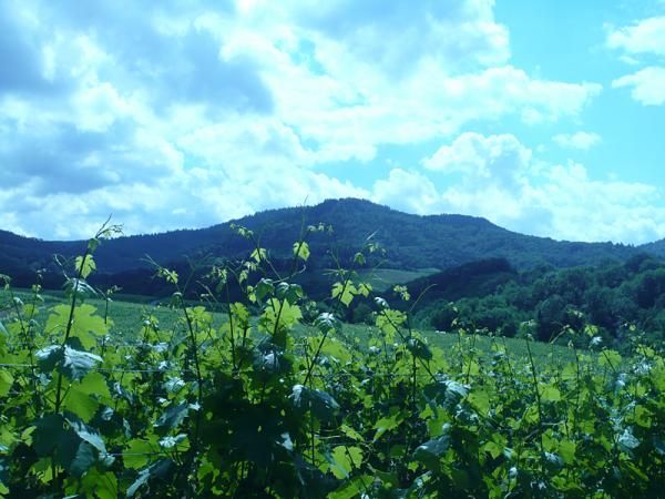 The mountains and vineyards provide a beautiful backdrop. This is a typical view along the course.