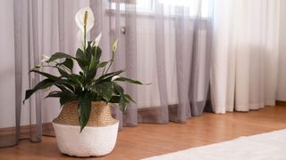 A peace lily in a wicker basket on a floor next to curtains 