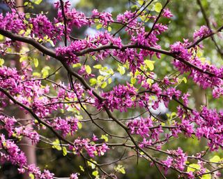 Cercis siliquastrum 'Bodnant' in flower in Spring