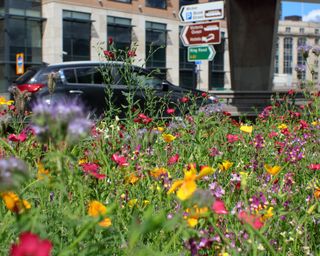 wildflowers on roundabout