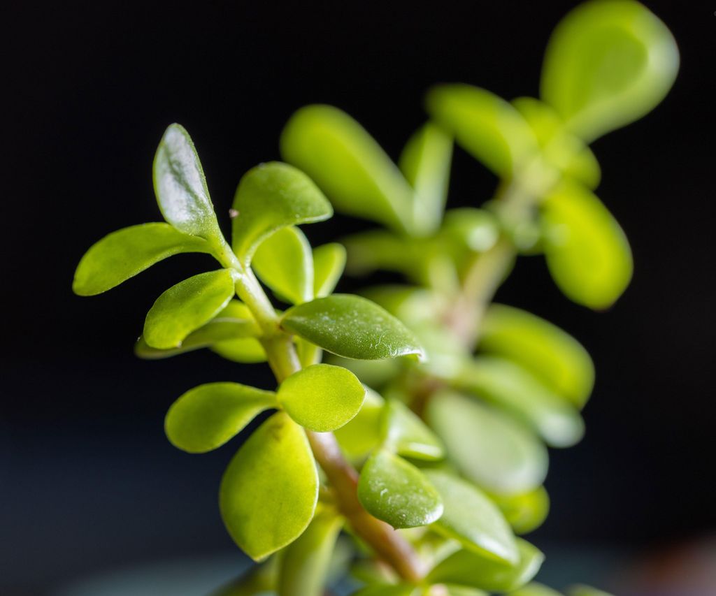How to propagate elephant bush succulent top tips
