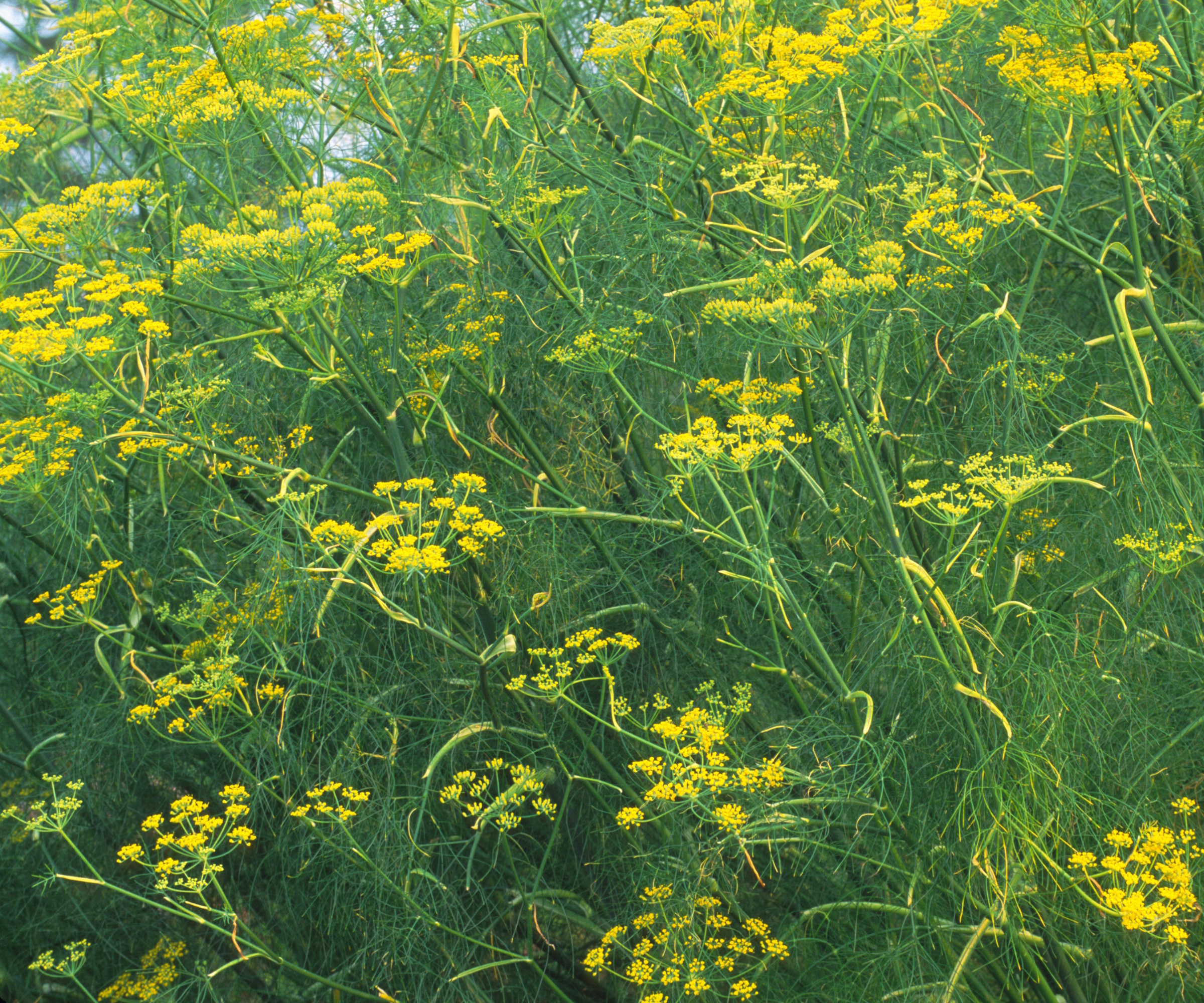 Sweet fennel flowers