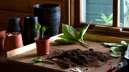 cuttings on potting bench with soil and flowerpots