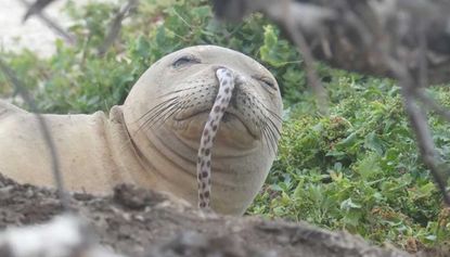 A Hawaiian monk seal with an eel up its nose