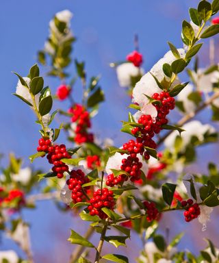 A holly bush with green spiked leaves and bright red berries covered in snow