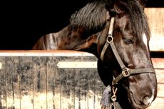 symptoms of depression in horses