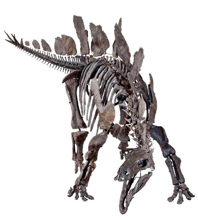 complete stegosaurus skeleton