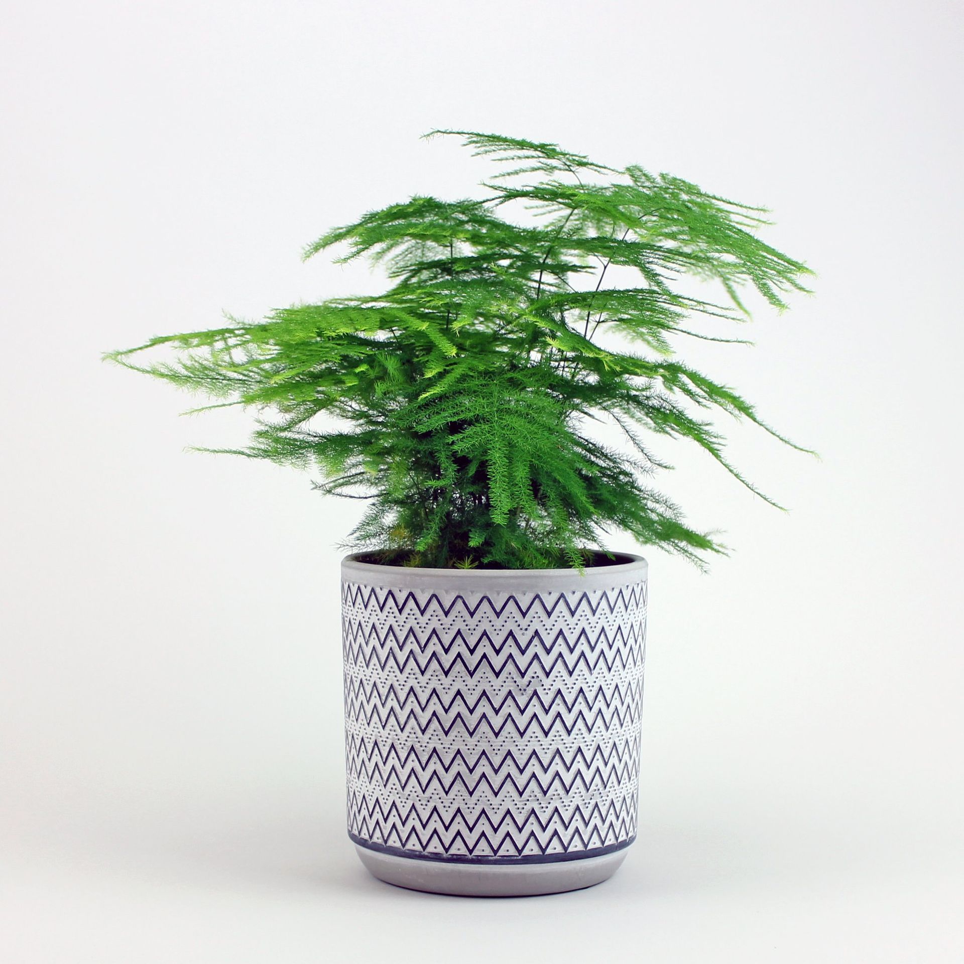 10 of the best bathroom plants that thrive in humidity | Real Homes