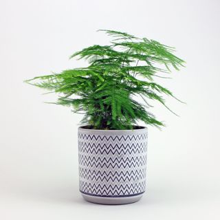 Asparagus Fern house plant in small motif pot