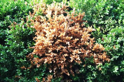 Boxwood Shrubs Affected By Volutella Blight Disease