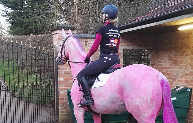 Pink-Wally-1.jpg