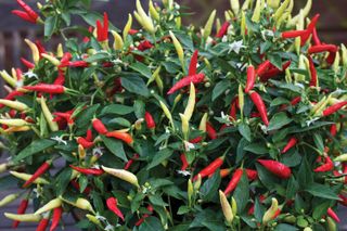 Chilli Pepper 'Basket of Fire' F1 from Thompson & Morgan