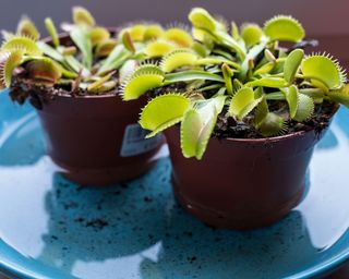 decorative venus flytrap in a pot with moist soil