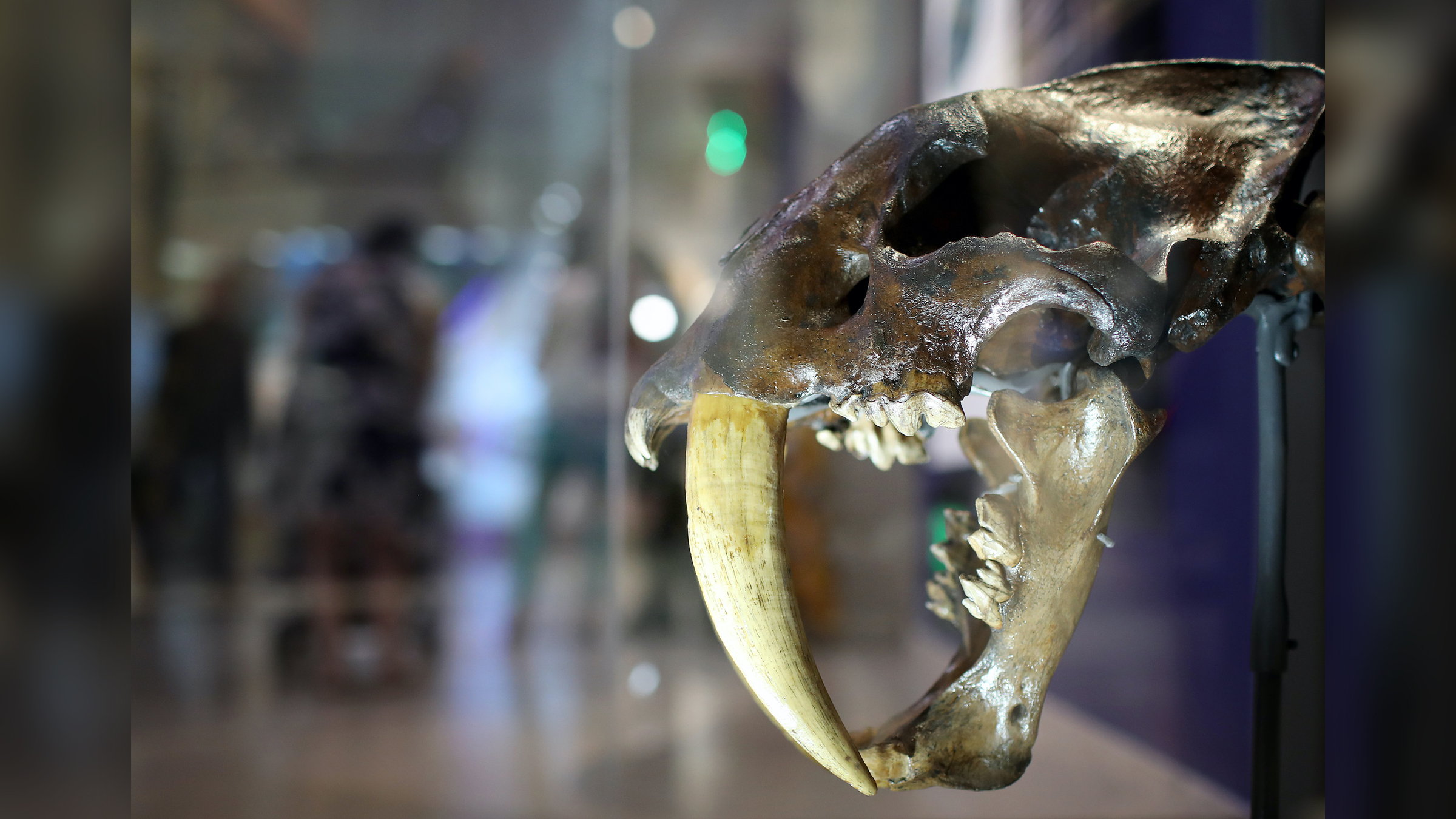 A skull of the famous saber-toothed cat (Smilodon fatalis) on display at the Smithsonian's National Museum of Natural History in Washington, D.C.