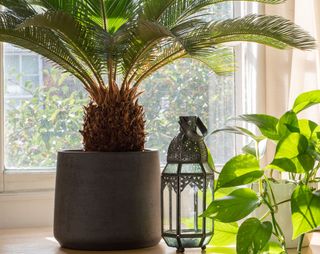 Sago palm indoor plant in grey container