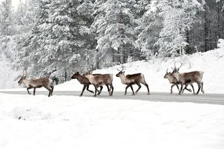 Reindeer walking in snow