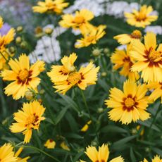 Bright yellow flowers with dark red centers bloom in summer garden
