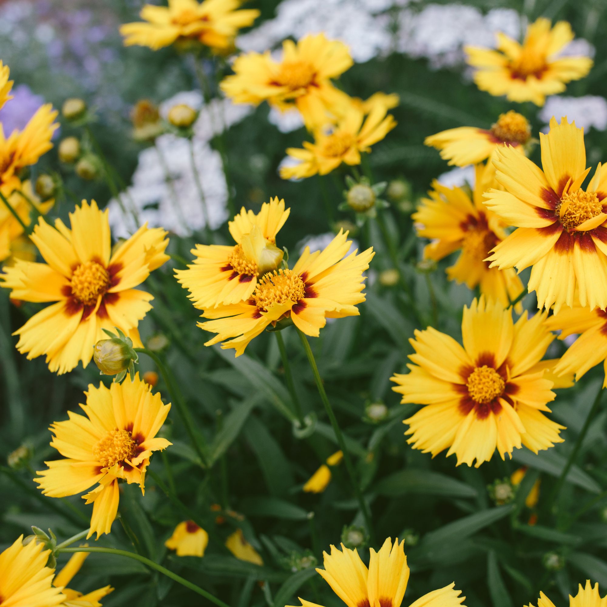 Bright yellow flowers with dark red centers bloom in summer garden