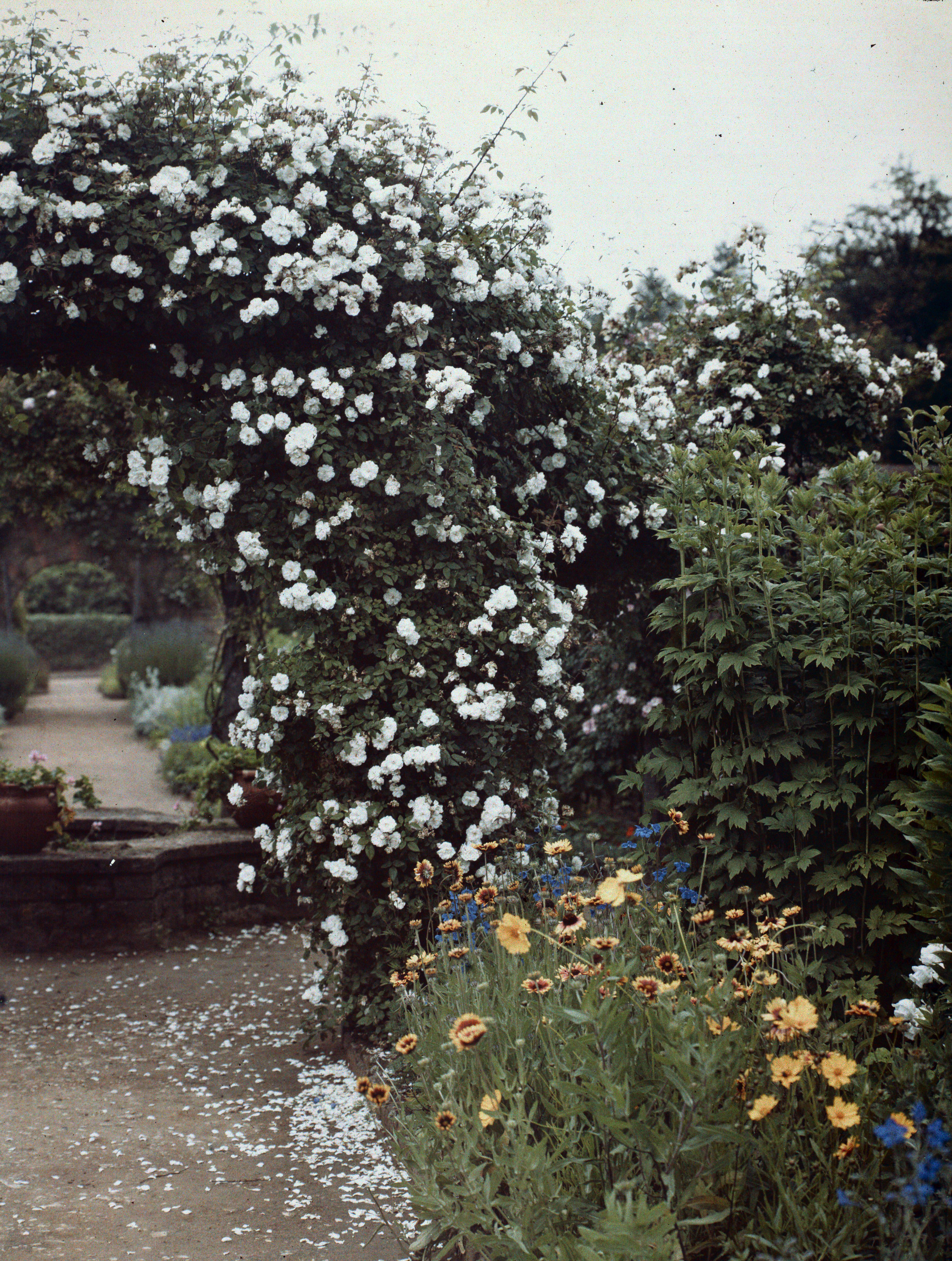 Munstead Wood garden