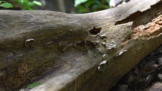 A fungus growing on a tree