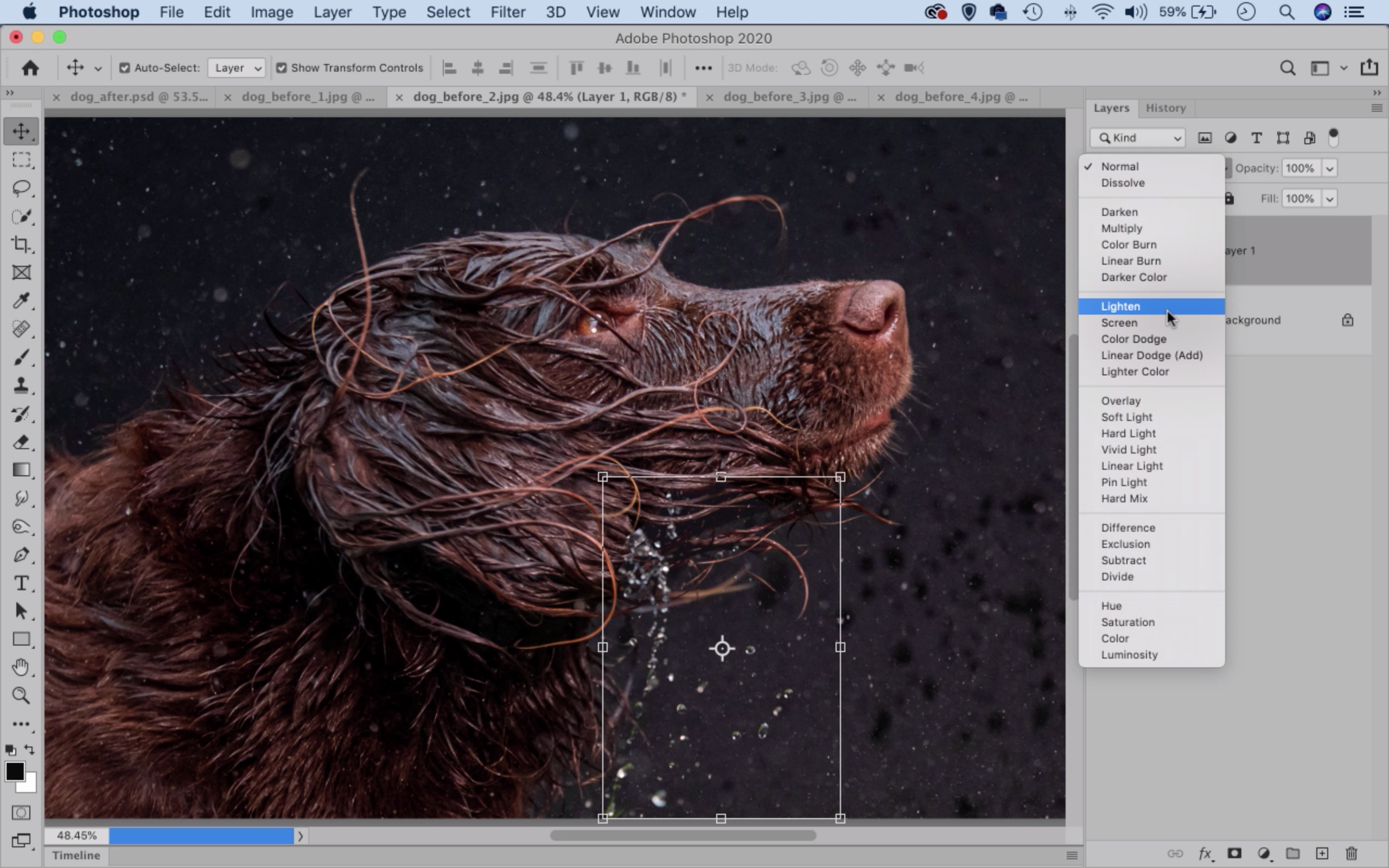 Photoshop dog splash