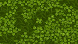 One In A Thousand: Clover Book - A field of green clovers with a four-leaf clover at the center.