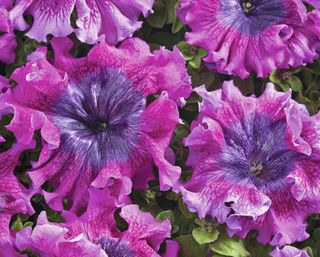Superbissima Dark Purple petunia flowers