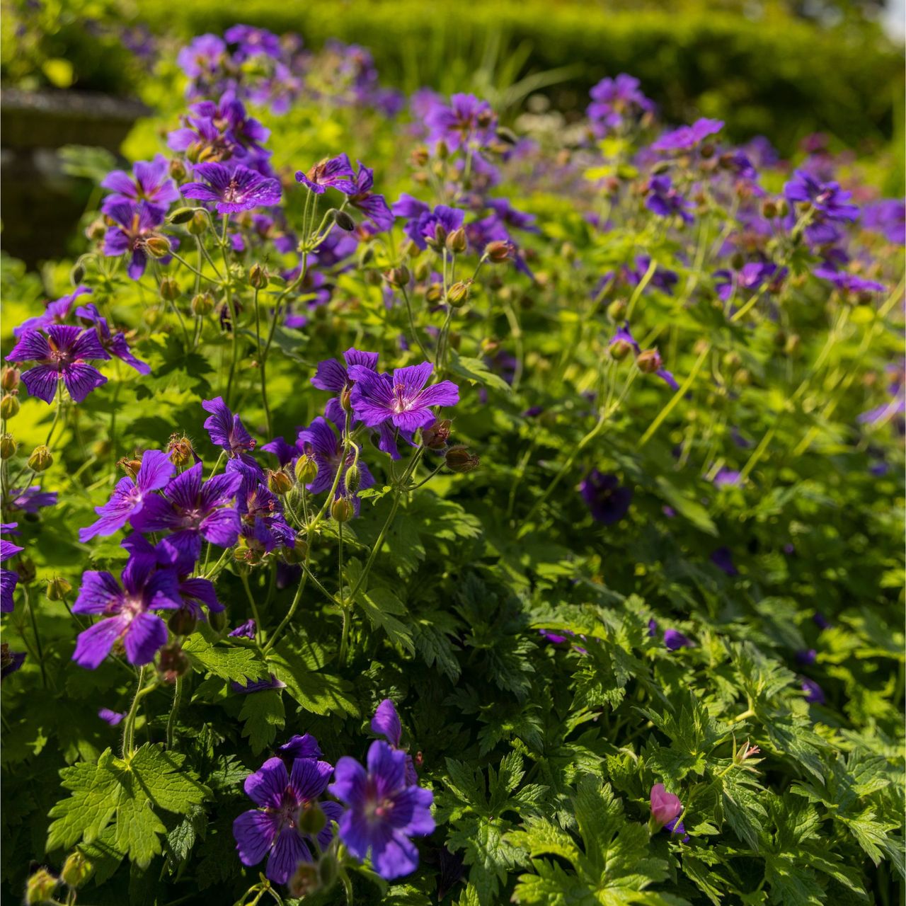These are the types of geranium you should deadhead in July for continuous blooms all summer long