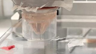 a photo of a funnel placed in a clear cup in a lab; it contains brain organoids being used in an experiment