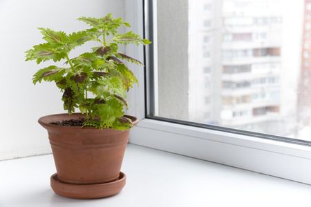 coleus houseplant