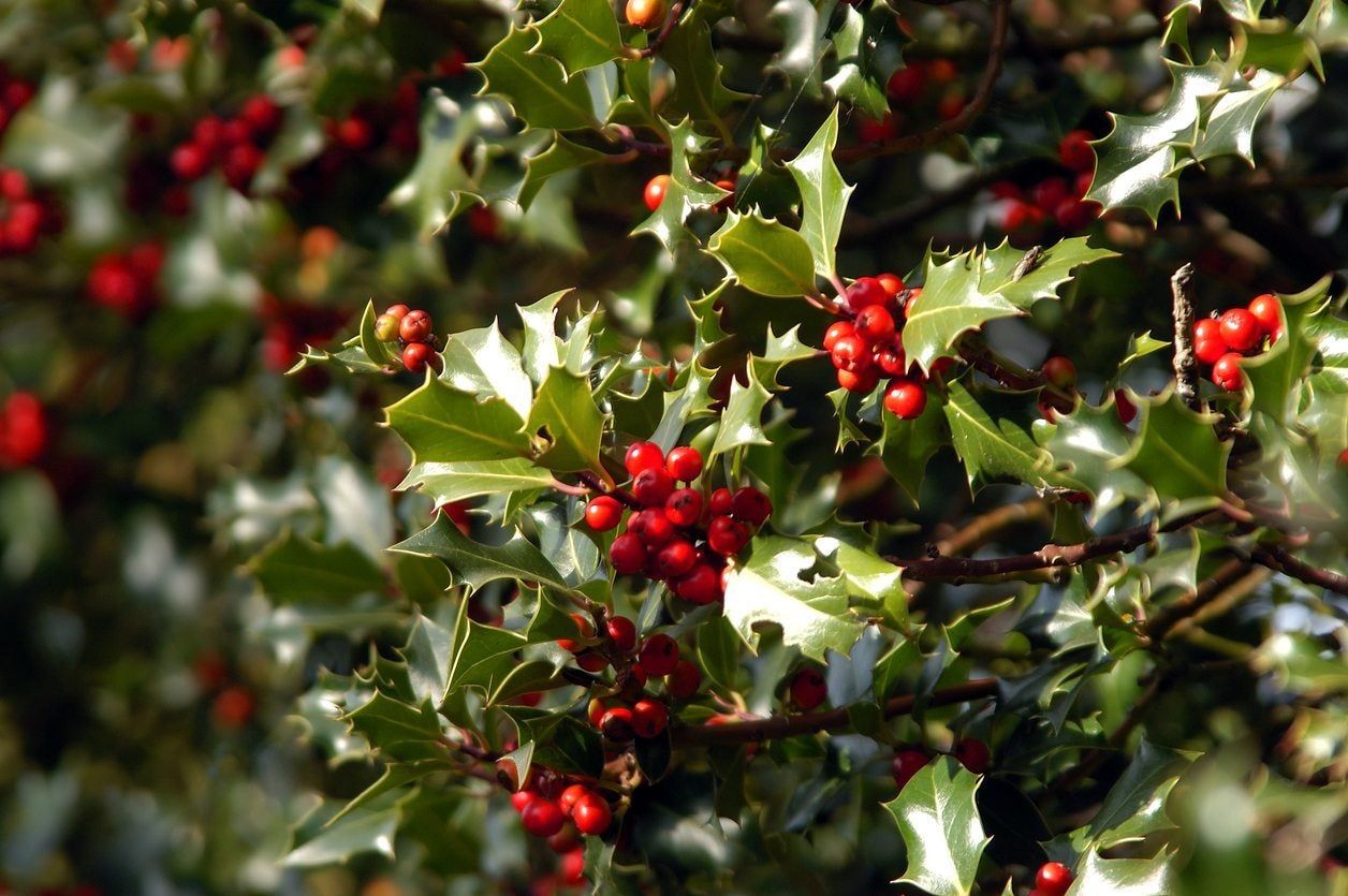 Holly Plants