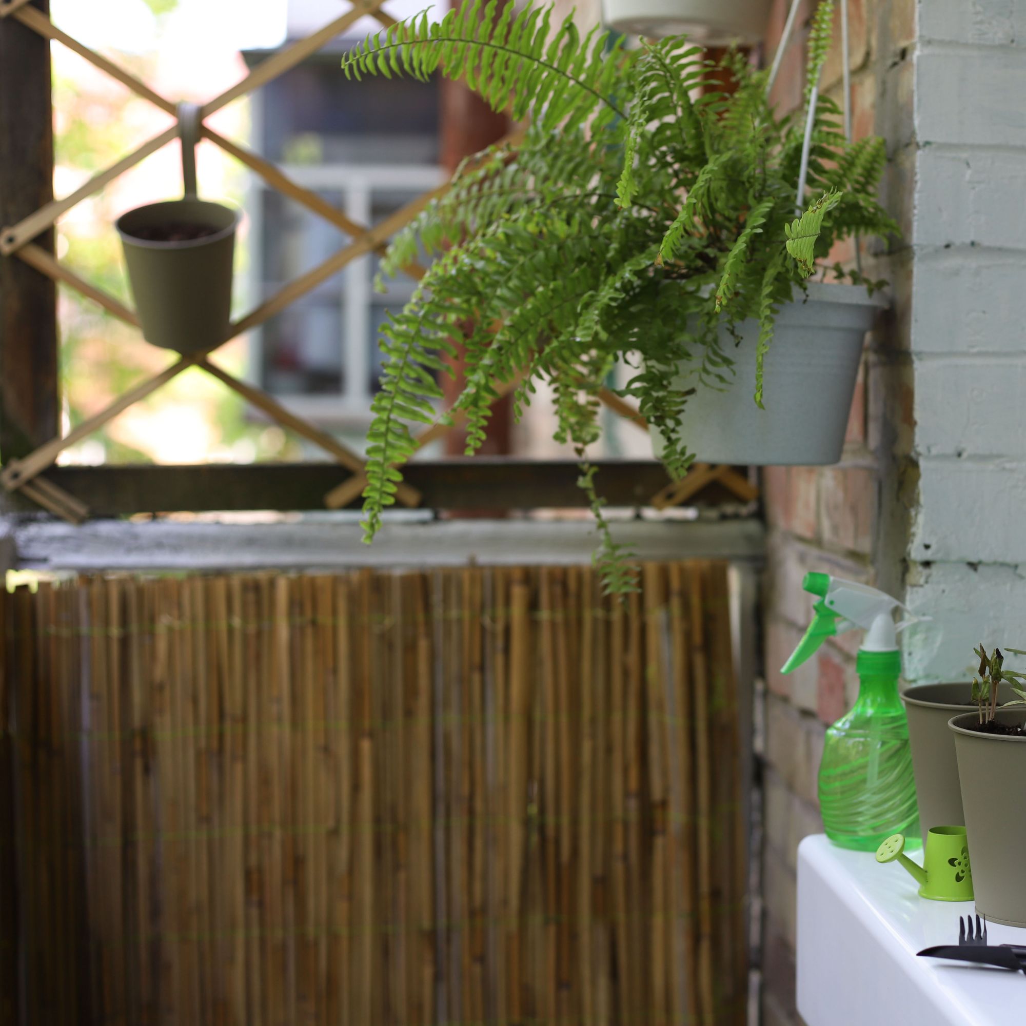 Fern growing in a hanging planter on a balcony