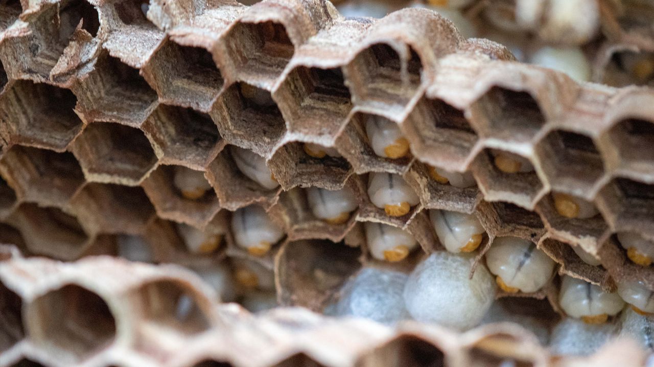 The nest had 1,500 developing Asian giant hornets in it.