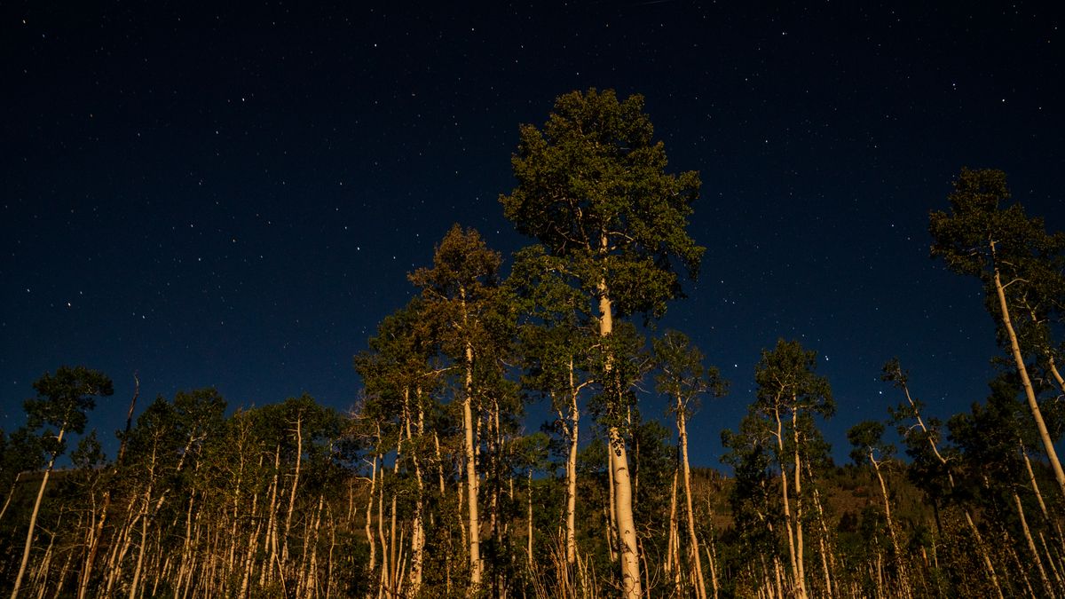 Lance Oditt/Friends of Pando