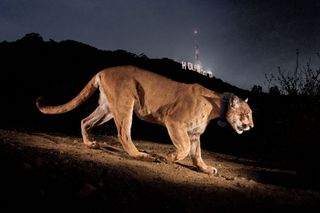 A mountain lion walking in front of the Hollywood sign