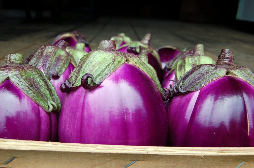 What Is A Beatrice Eggplant Tips For Growing Beatrice Eggplants