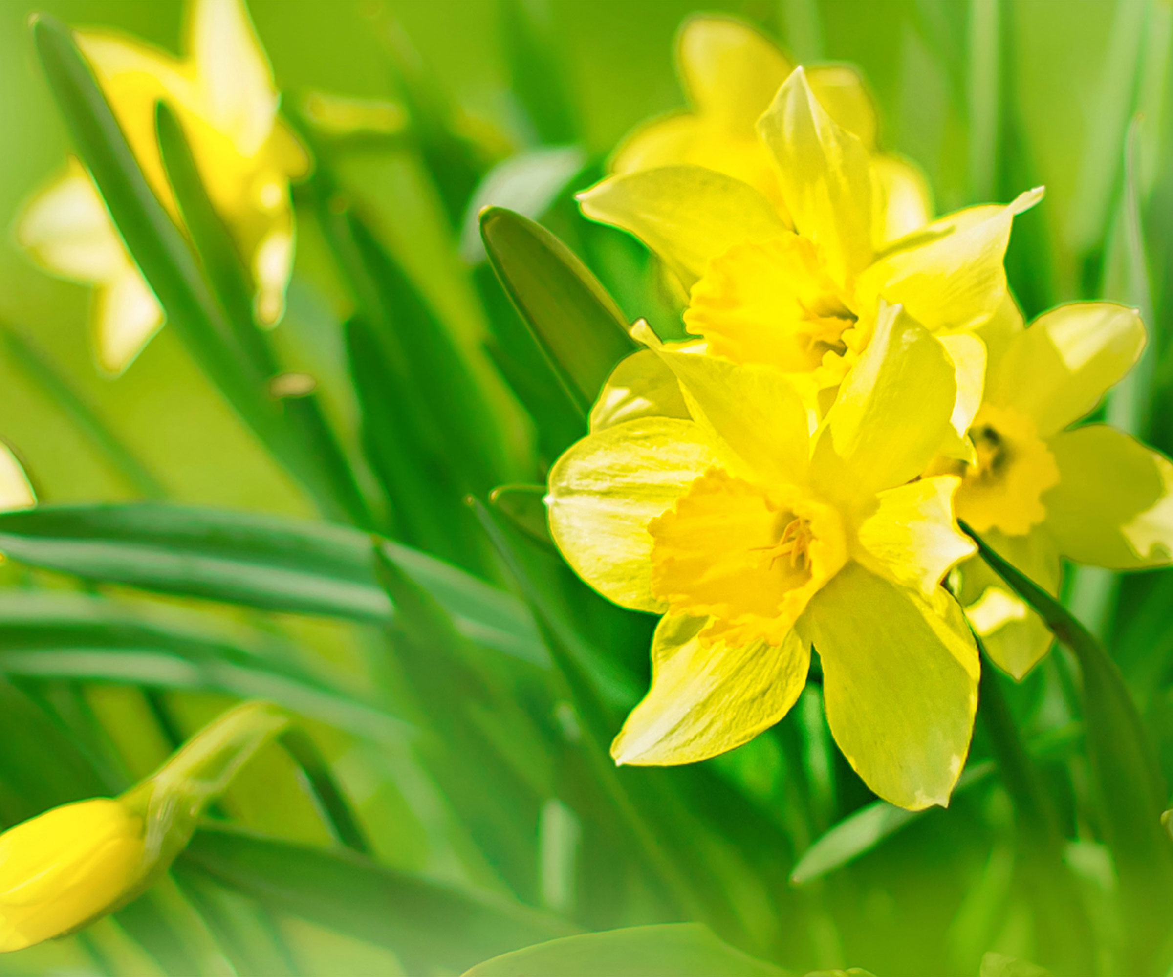 yellow daffodil flowers in garden display