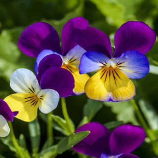 Outsidepride 1/8 lb. Perennial Viola Johnny Jump Up Flower Seeds for Planting