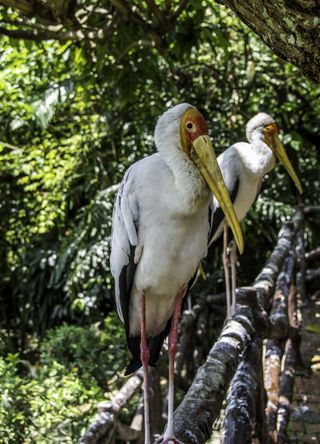 Kuala Lumpur Bird Park