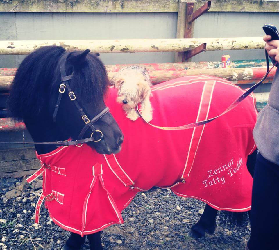 &ldquo;This is my mum&rsquo;s Shetland Zennor Tatty Teddy and my mini Schnauzer cross Yorkie Daphne, who was only six-months-old here. Daphne used to hitch a lift on Teddy when she was a puppy but is far too wriggly a dog to do that now!&rdquo; &mdash; Celeste Gall