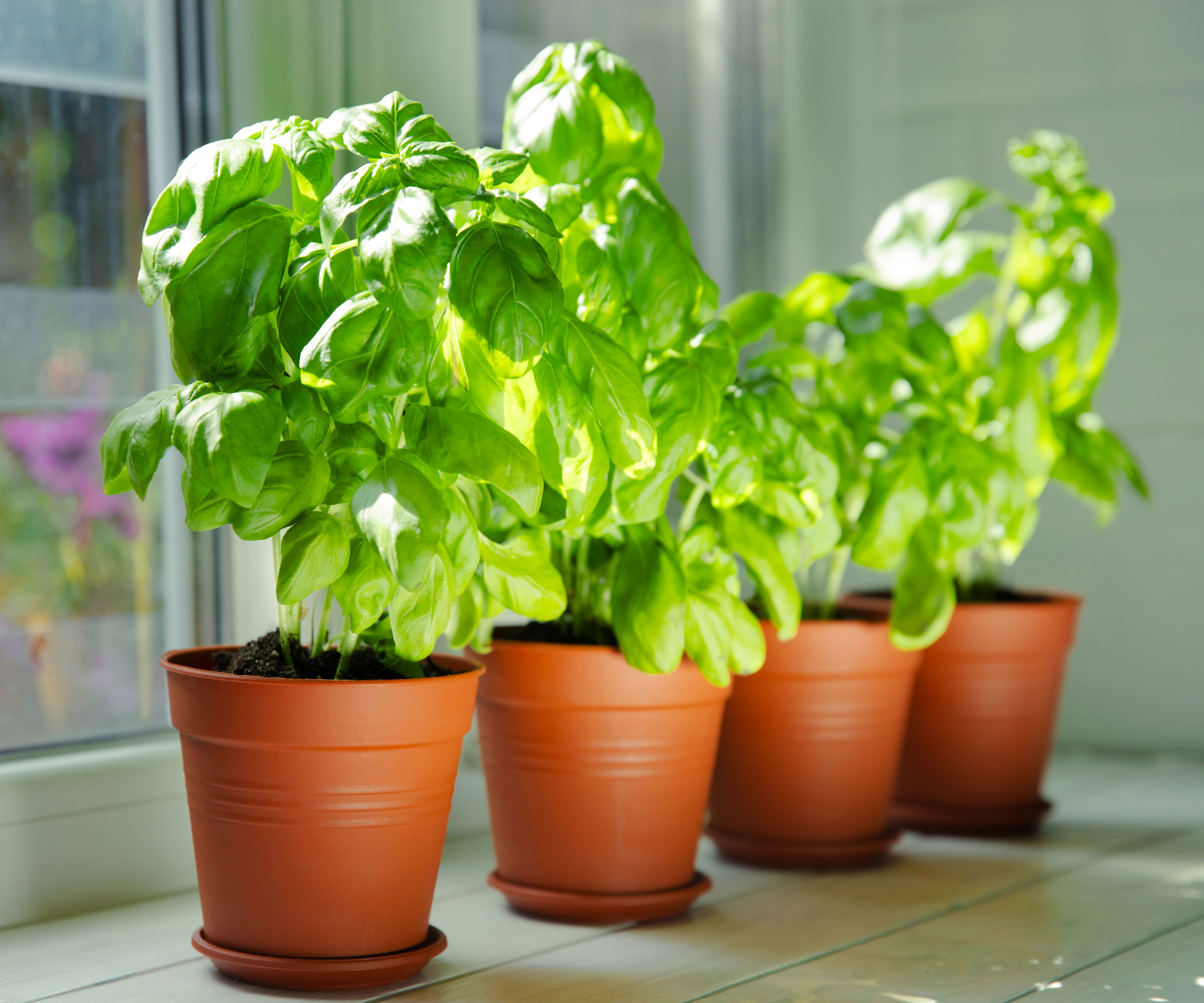 basil plants growing in terracotta pots in kitchen