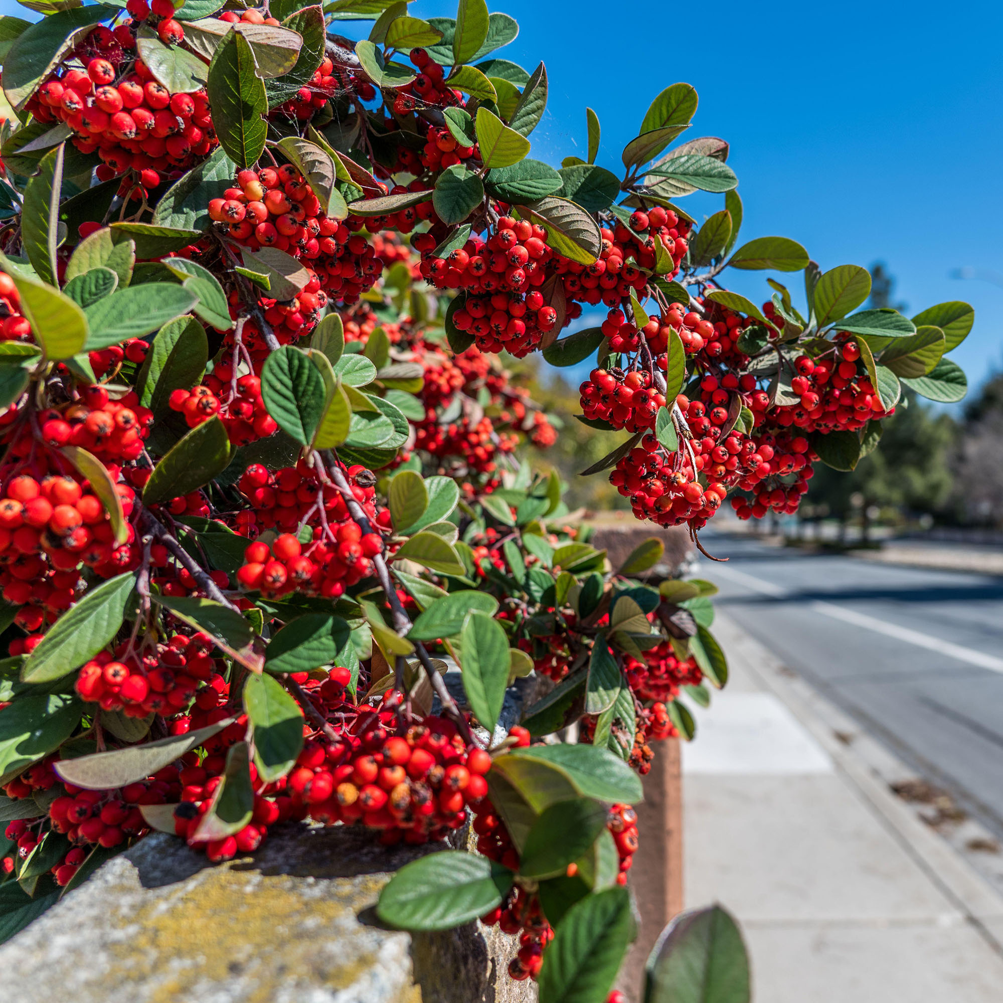 Red chokeberry