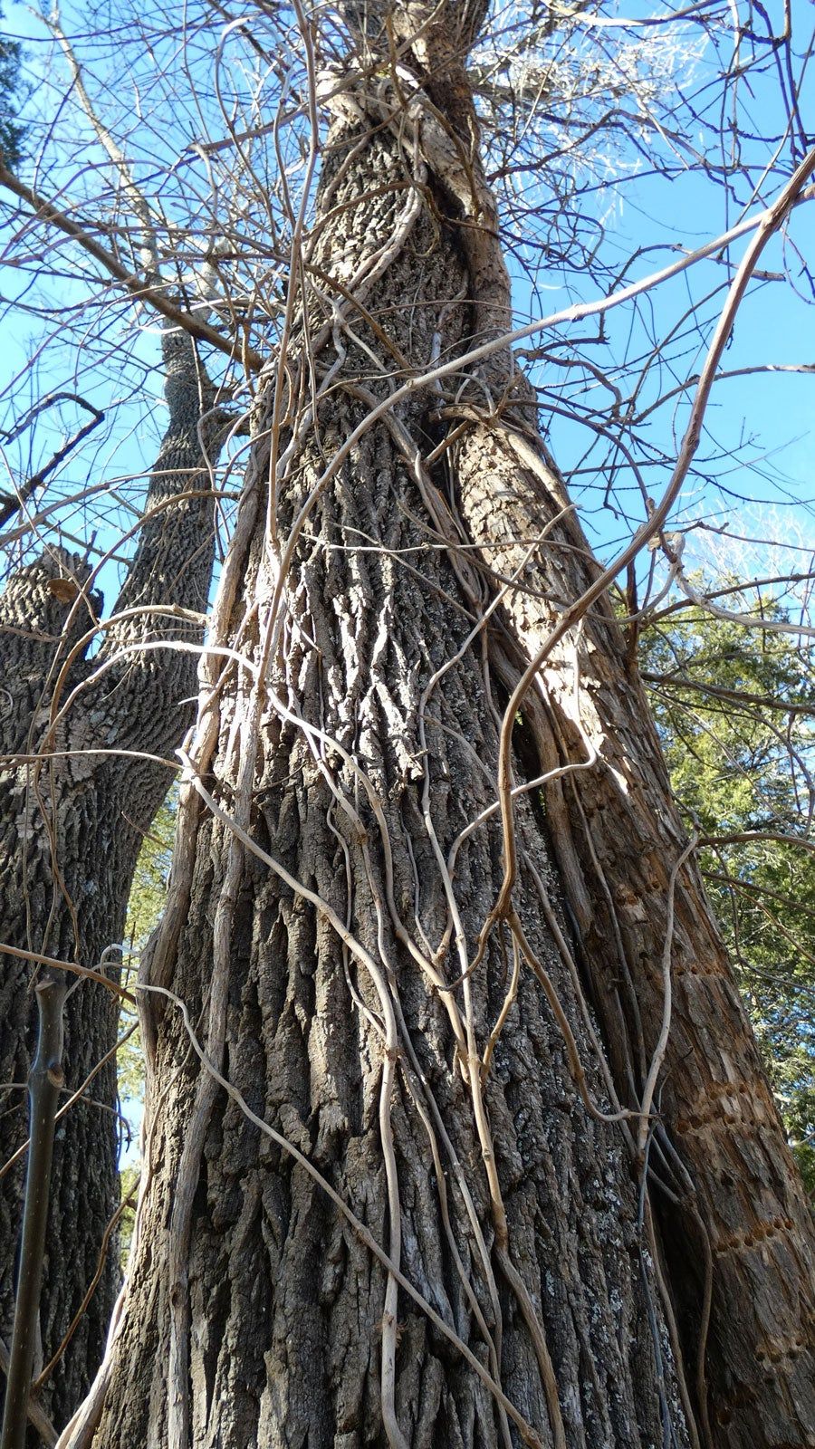 Tree Covered in Campsis Vine