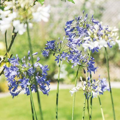 Blue and white agapanthus flowers growing in garden