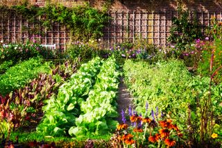 vegetable garden ideas